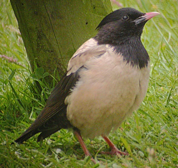 Rose Coloured Starling